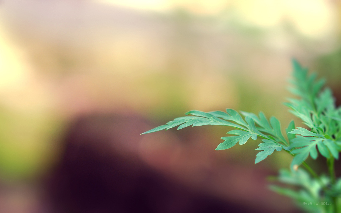 6月心理桌面:我虽软弱,我必坚强